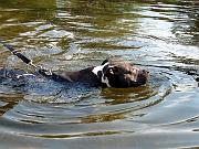  Swimming dog in Bethesda Fountain