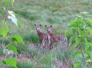  Encountered with two Bambis (white-tailed deer)