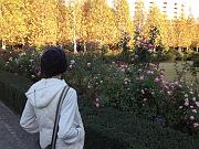  Rose Garden