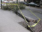  A knocked down tree.  West 50th Street.
