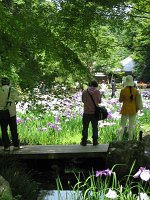  Iris flowers are in full bloom 