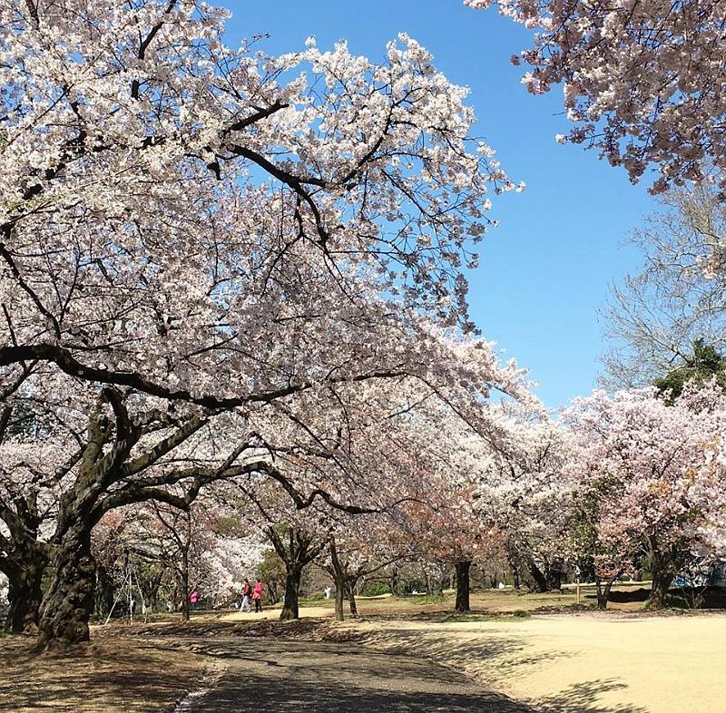 cherryblossoms05