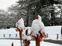  Snow capped aloe plant