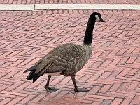  Canada Goose walking in the Bethesda Terrace