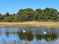  Swans, Cape May, NJ